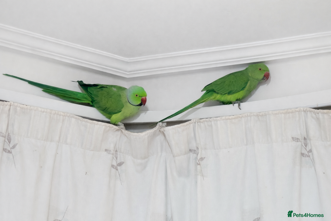 Ringnecks birds for sale: Breeding Pair For Sale  - Advert 2