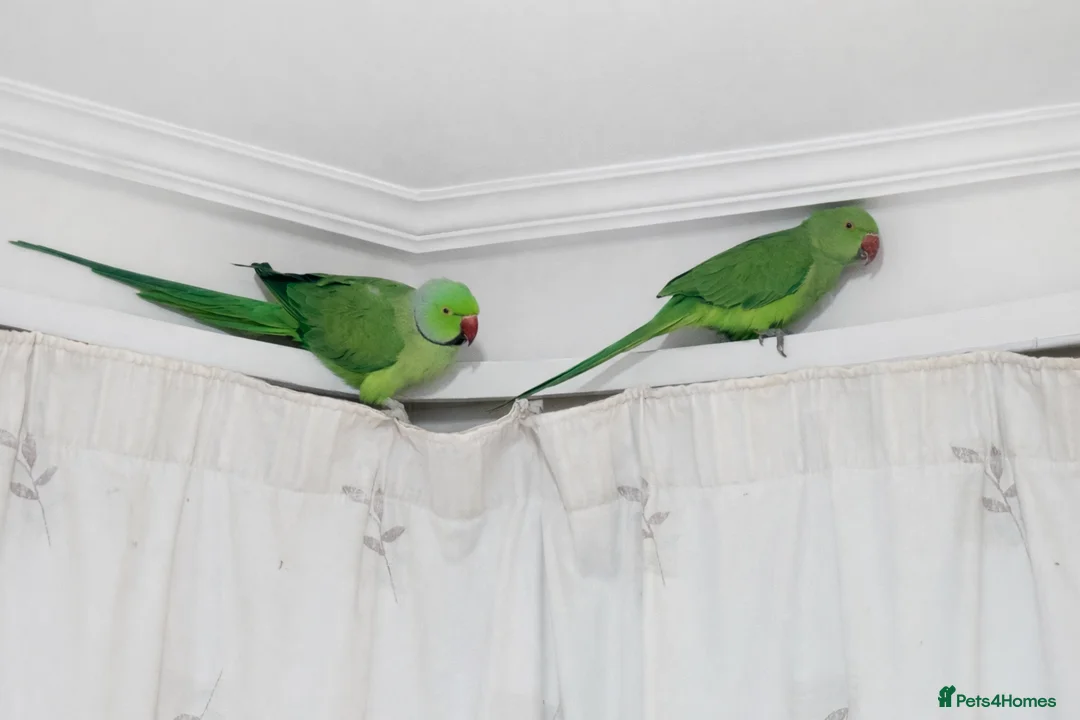 Ringnecks birds for sale: Breeding Pair For Sale  - Advert 3