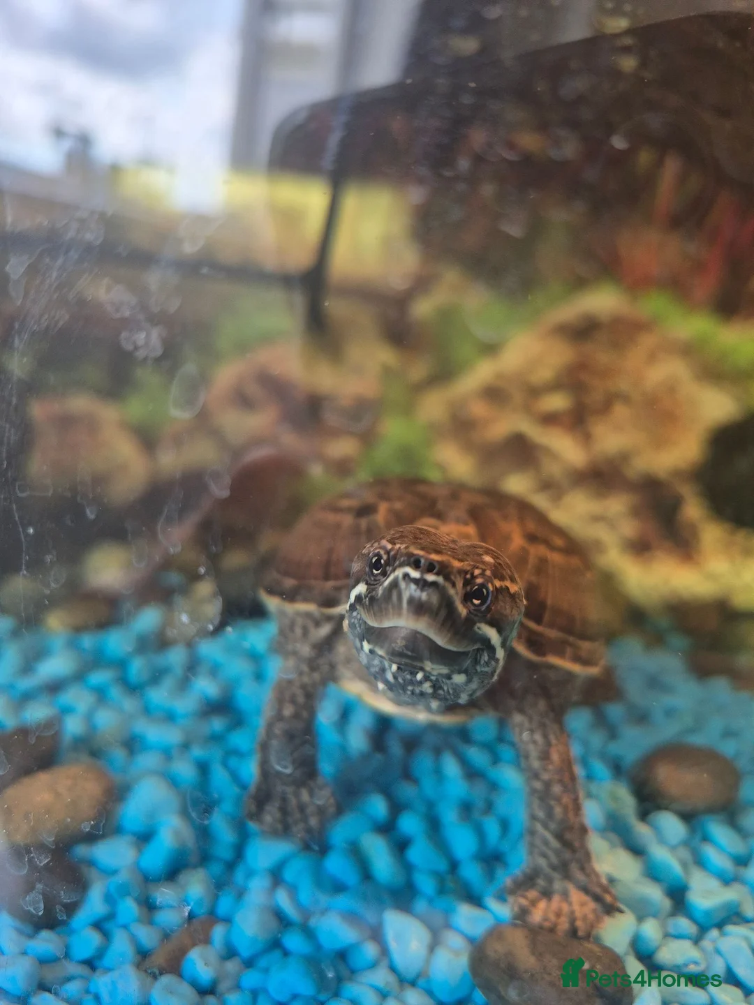 Turtle reptiles for sale: 3 x Black musk turtles in Hailsham - Advert 2