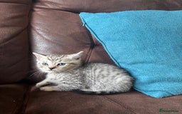 British Shorthair cats for sale: Gorgeous British Shorthair Kittens   - Image 28