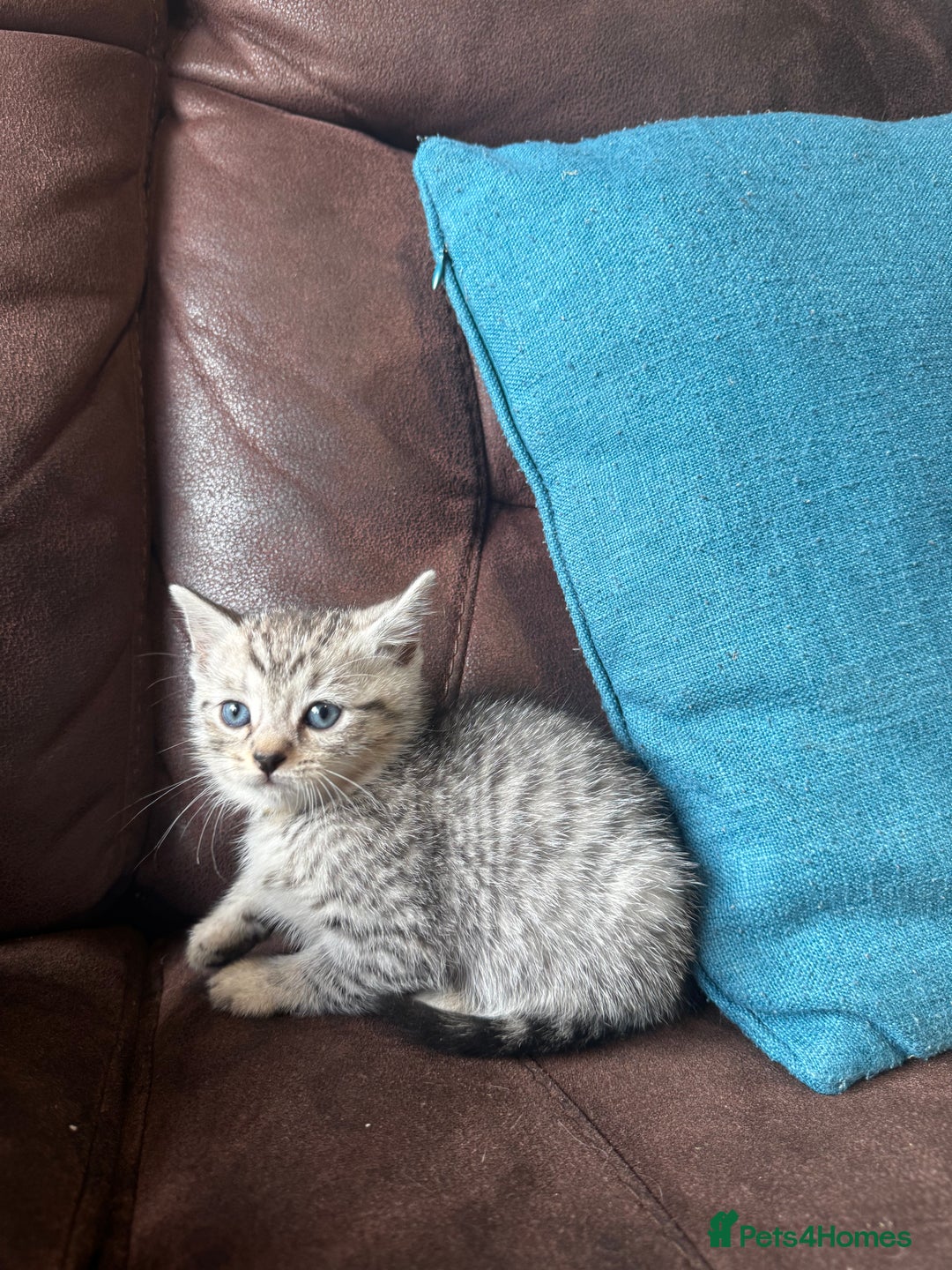 British Shorthair cats for sale: Gorgeous British Shorthair Kittens   - Image 28