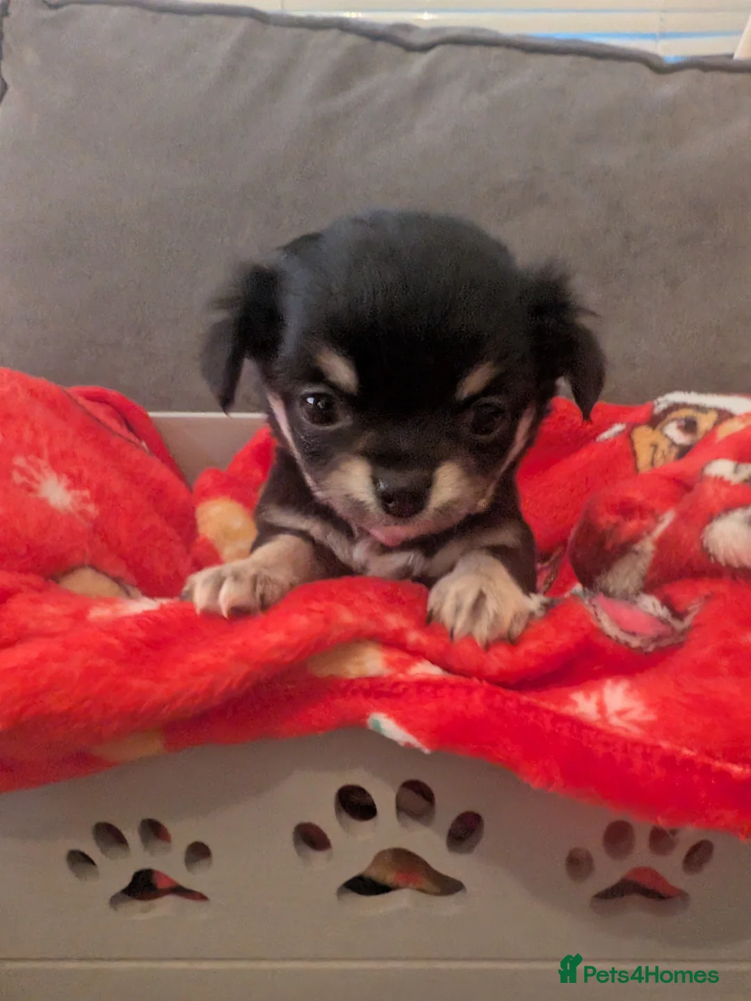 Chihuahua dogs for sale: Chihuahua Litter Due March  - Advert 5