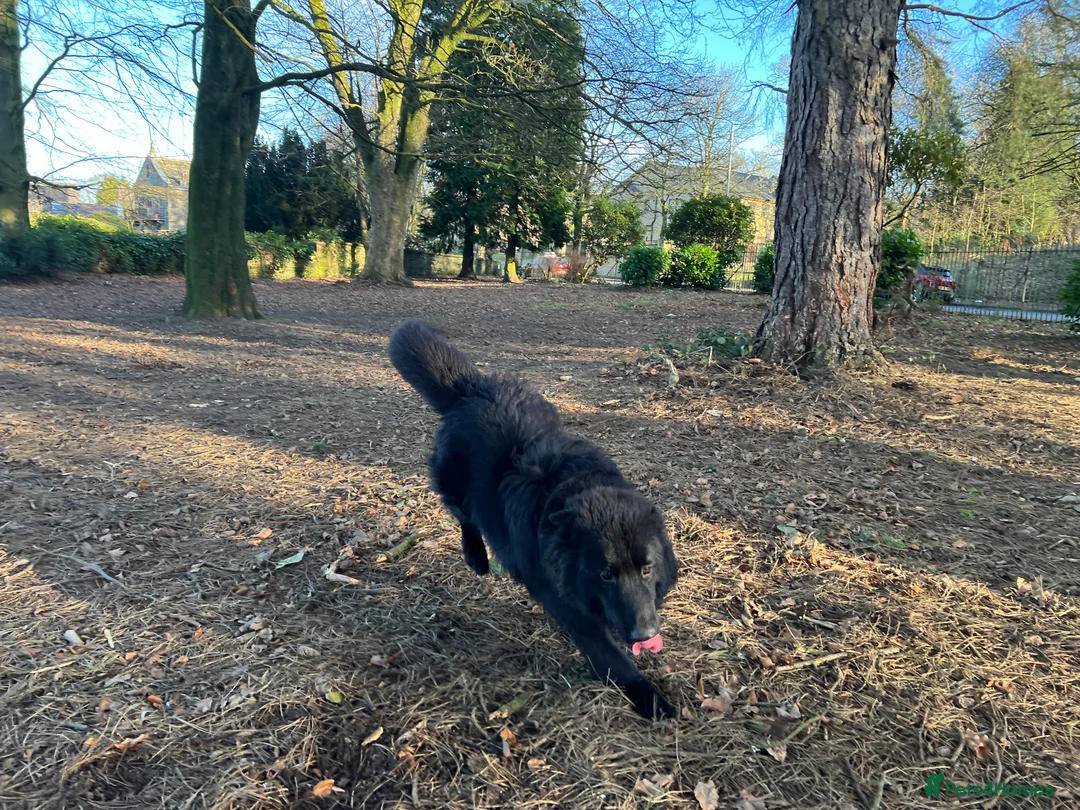 German Shepherd dogs for stud: Solid Black German Shepherd Dog at Stud - Advert 14