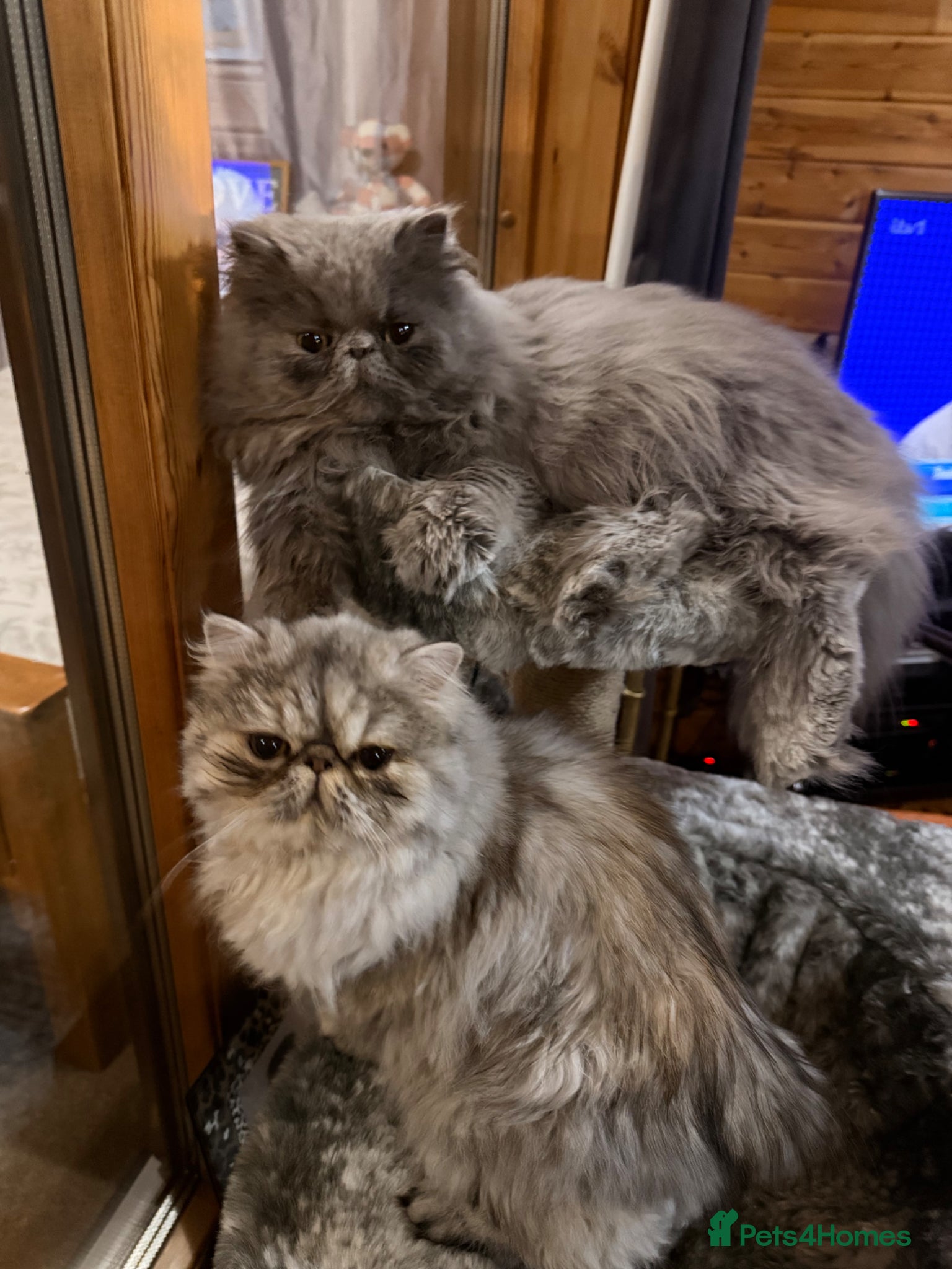 Persian cats 2 beautiful full bread Persian cats 1 year old - Advert 2