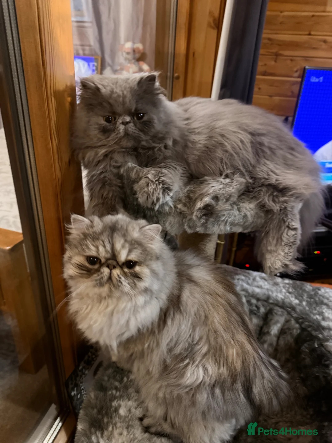 Persian cats for sale: 2 beautiful full bread Persian cats 1 year old - Advert 1