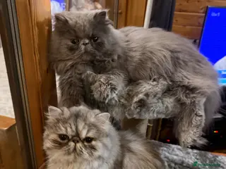 Persian cats 2 beautiful full bread Persian cats 1 year old - Advert 3
