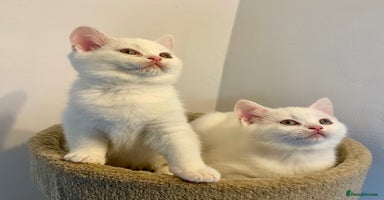 British Shorthair cats - Advert 15