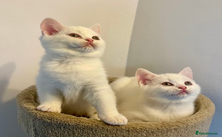 British Shorthair cats - Advert 9