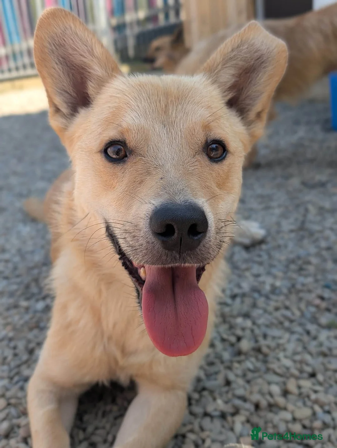 Mixed Breed dogs for adoption: Hamish - In Ayr Looking for a Home  - Advert 1