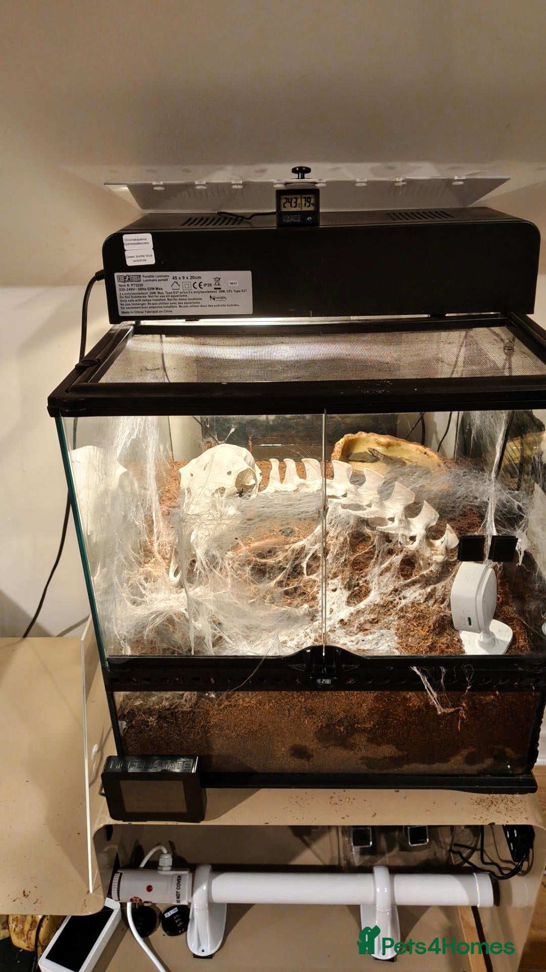 Tarantulas invertebrates 4x female adult large tarantulas  - Advert 1