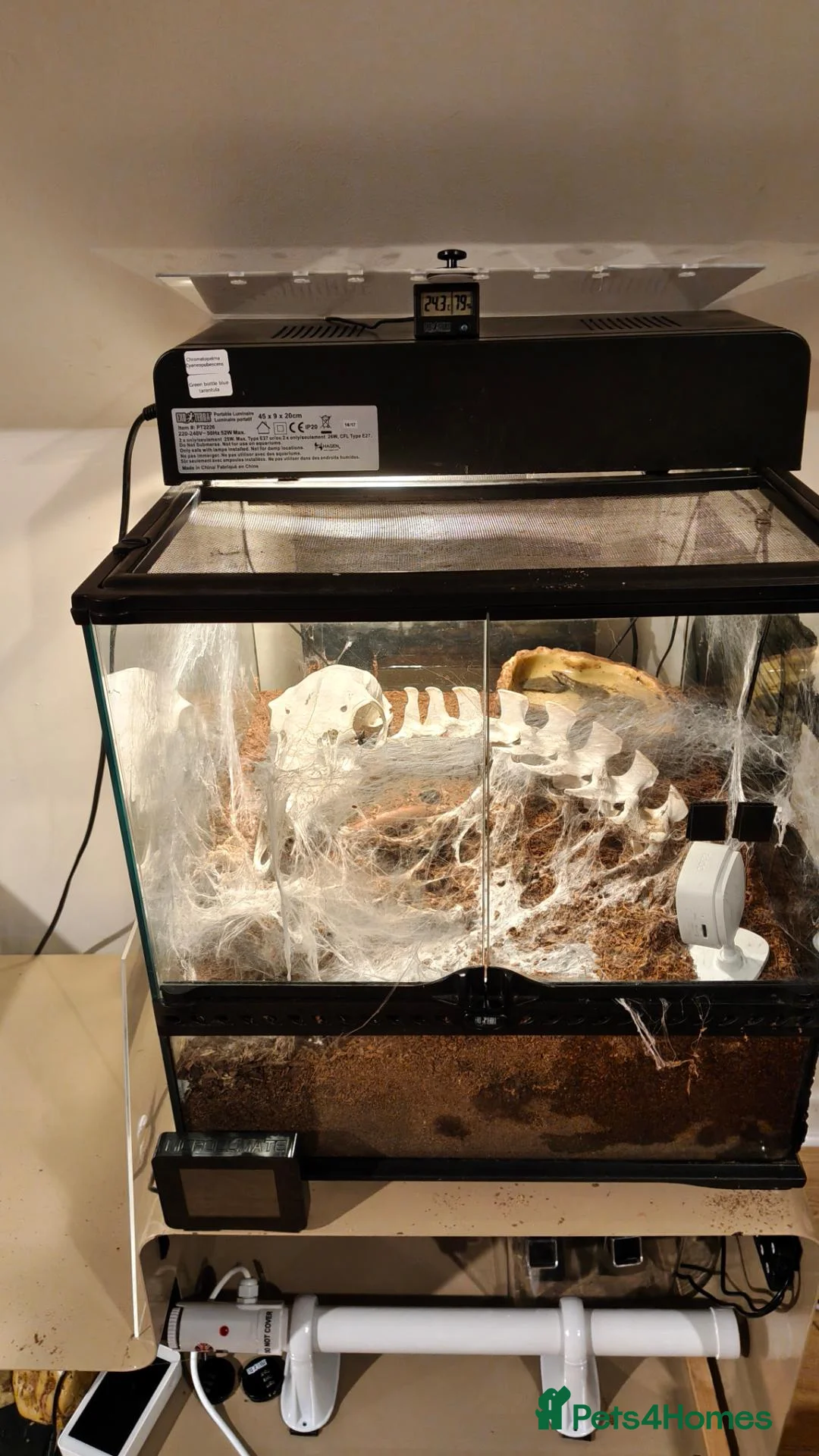 Tarantulas invertebrates for sale: 4x female adult large tarantulas  - Advert 1
