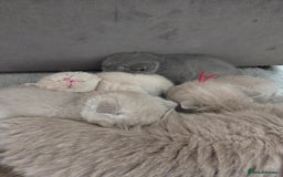 British Shorthair cats for sale: Registered British shorthair kittens  - Image 2