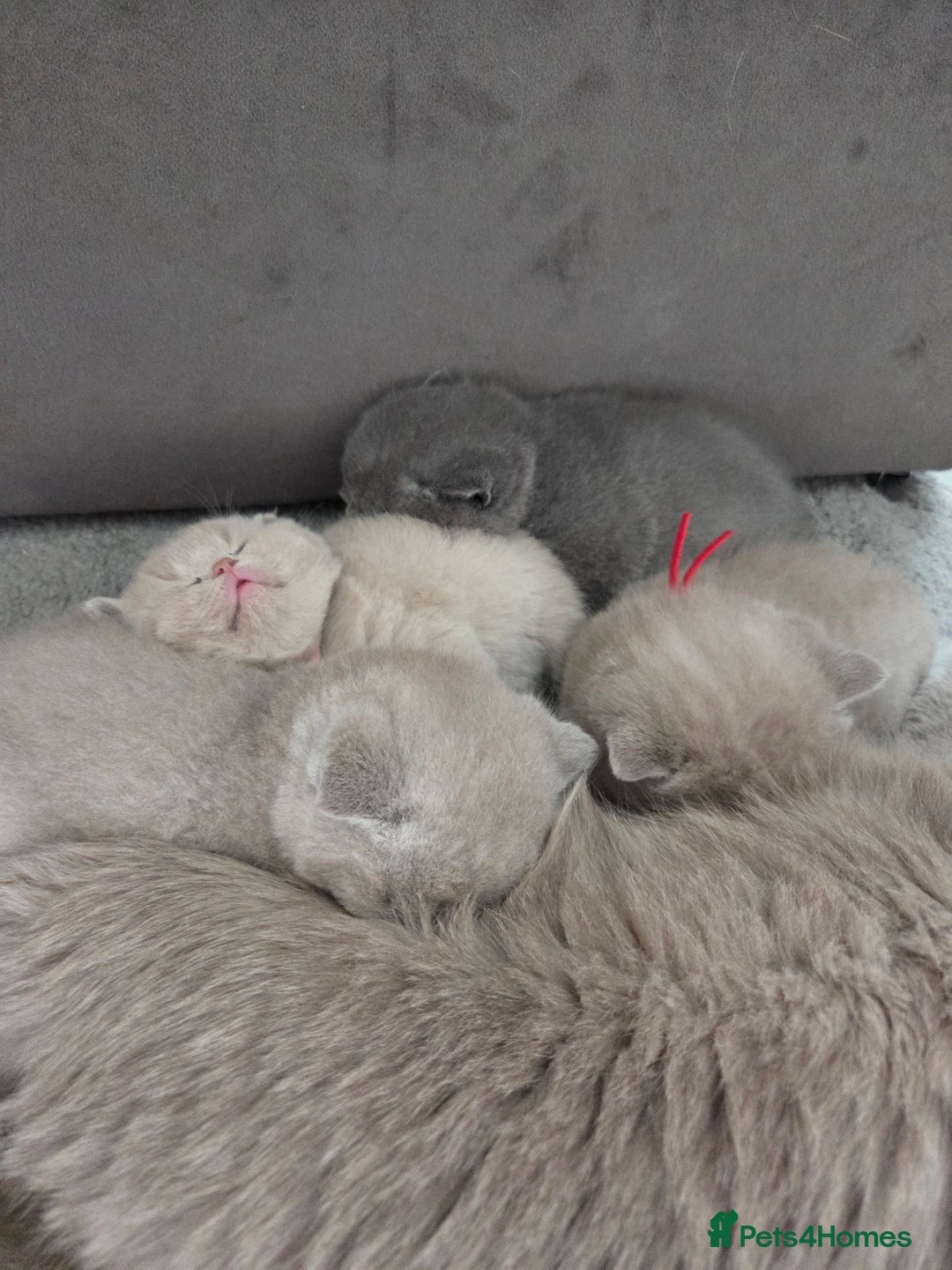 British Shorthair cats for sale: Registered British shorthair kittens  - Image 2
