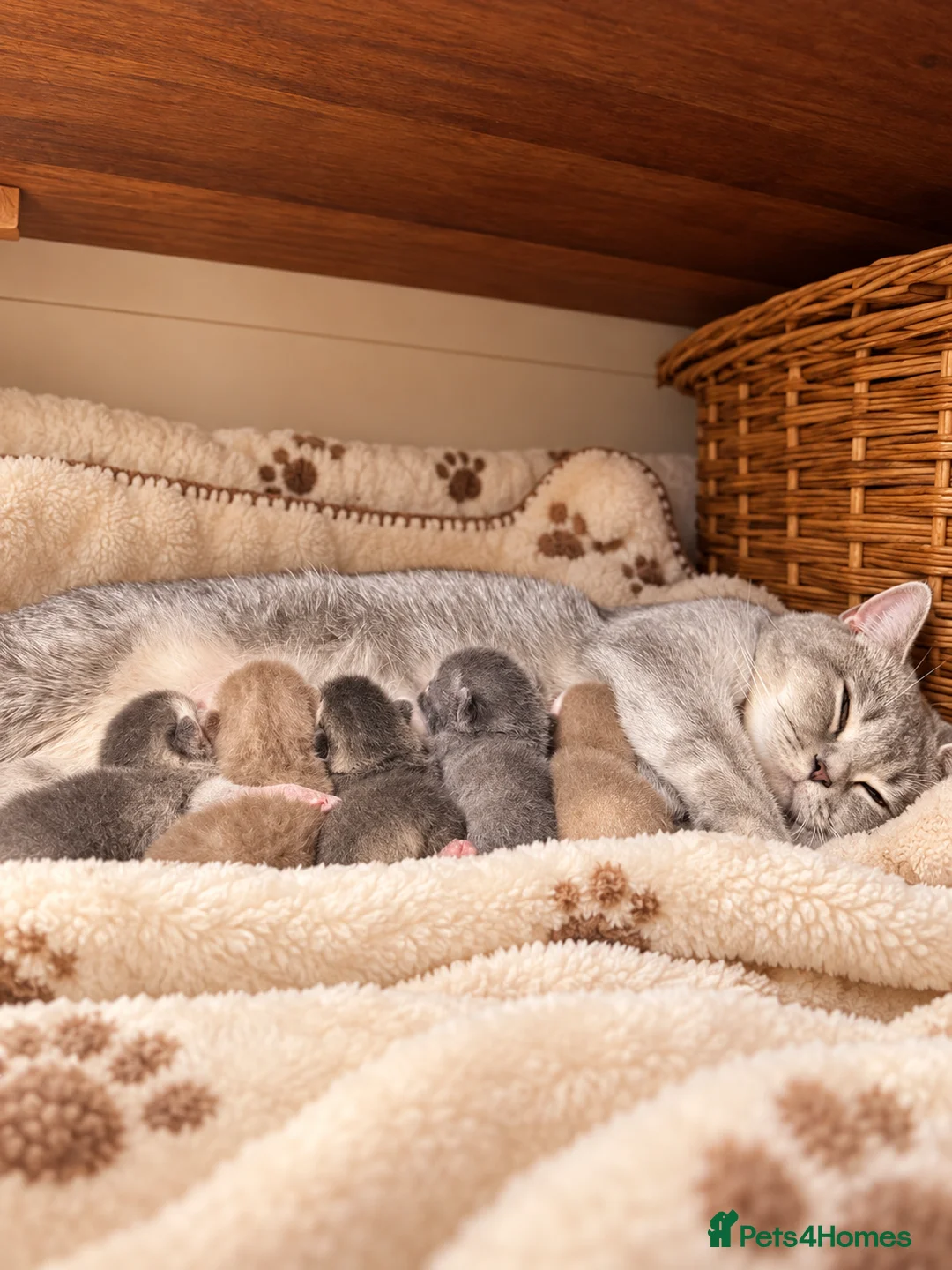 British Shorthair cats for sale: 5 Teddy gorgeous blue British shorthair  in London - Advert 2