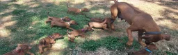 Rhodesian Ridgeback dogs for sale: Kc reg.health tested Rr puppies in Rugby - Advert 6
