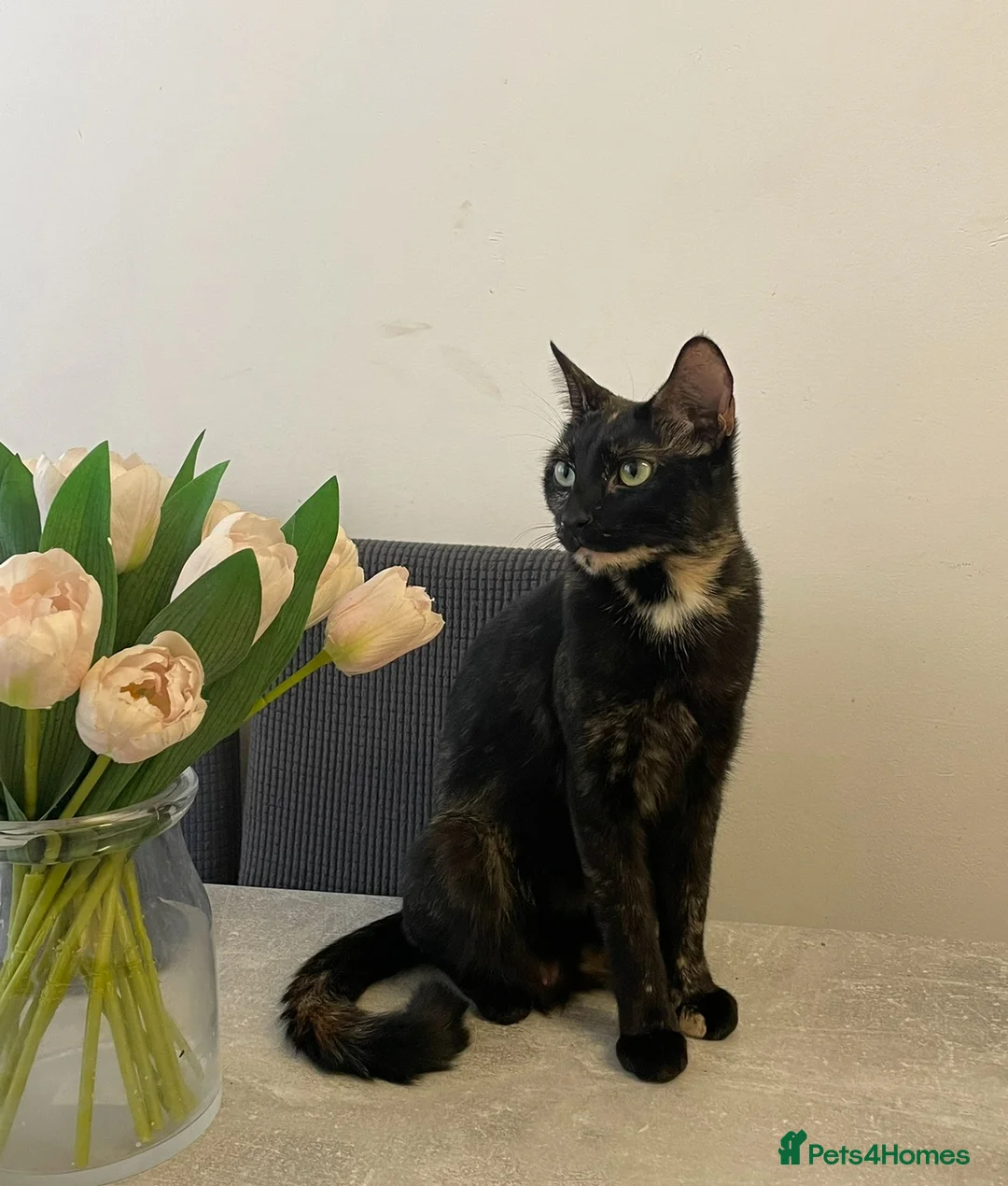 Domestic Shorthair cats for sale: Tortoiseshell British short haired  - Advert 1