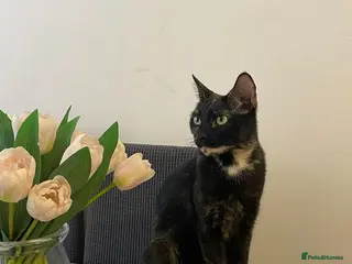 Domestic Shorthair cats Tortoiseshell British short haired - Advert 1