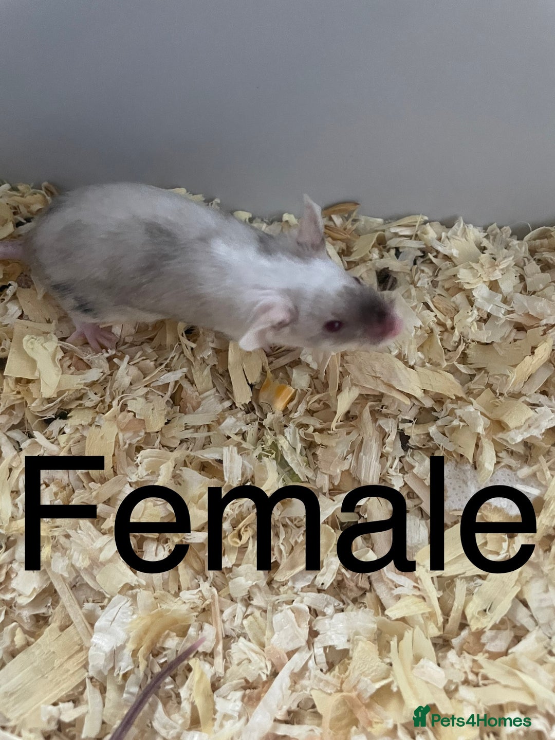 Mouse rodents for sale: Beautiful fancy mice ready now - Image 7