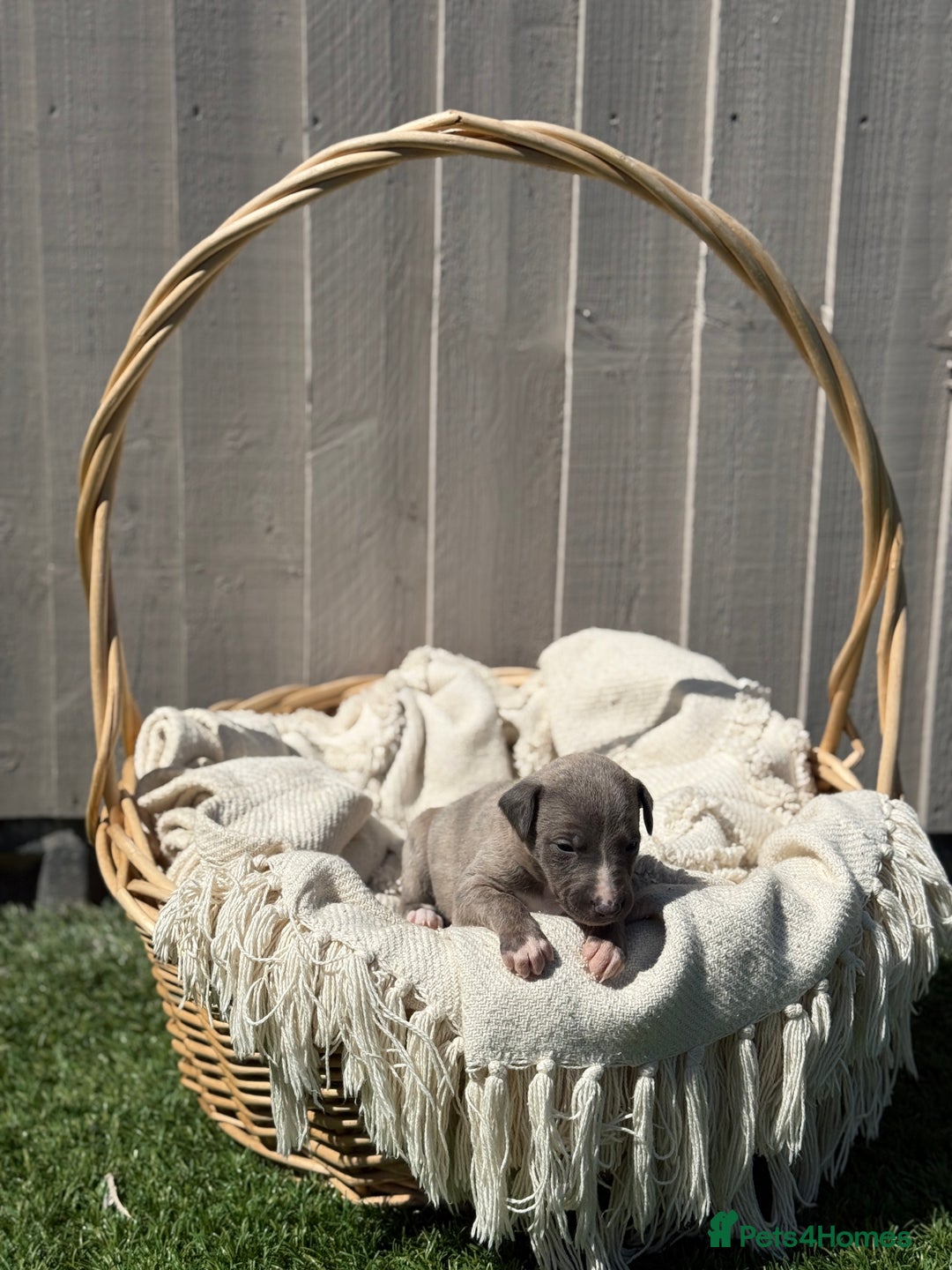 Whippet dogs for sale: Beautiful pedigree whippet puppies  - Image 4
