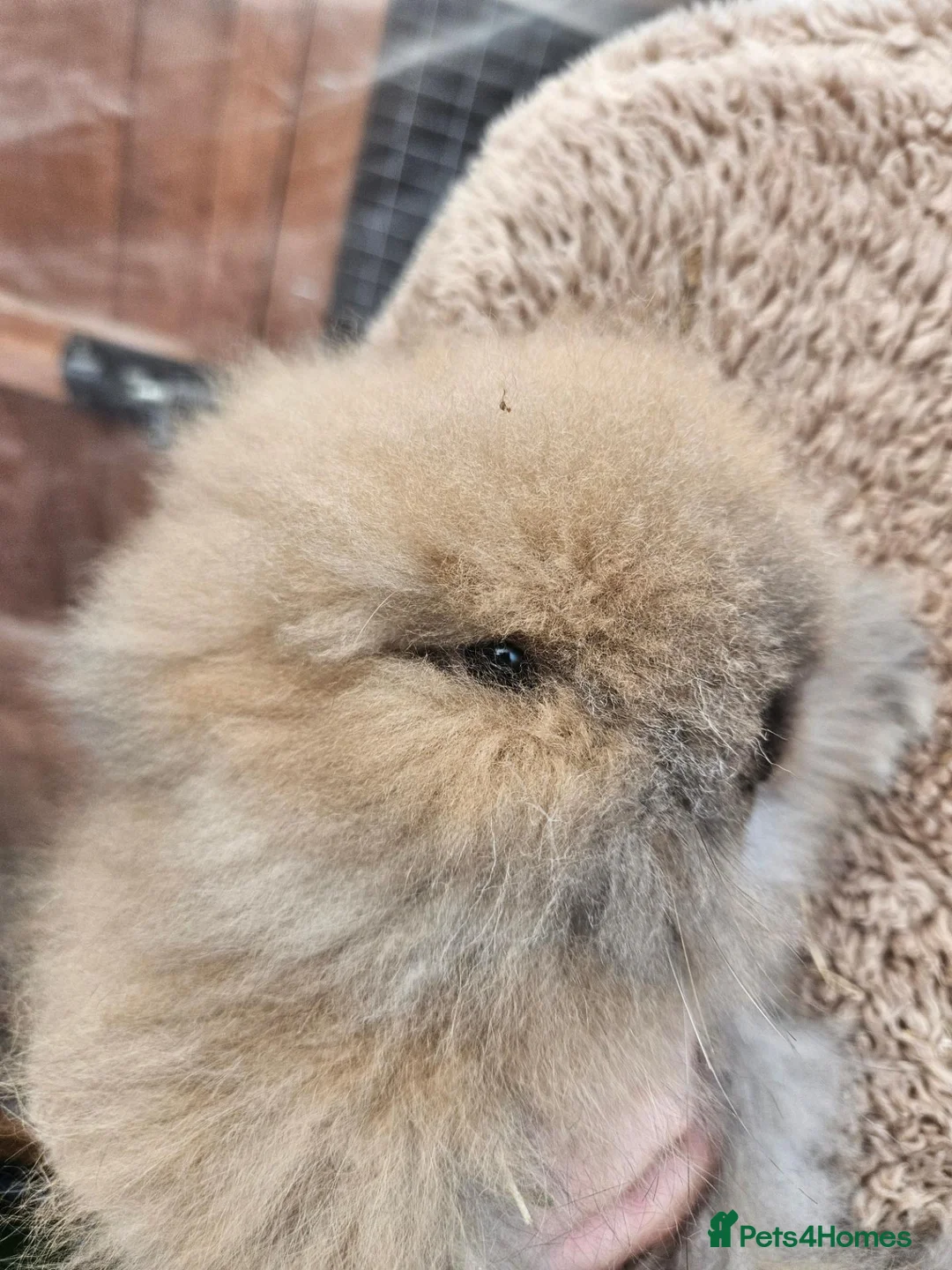 Lionhead rabbits for sale: Double maned lionheads  - Advert 5