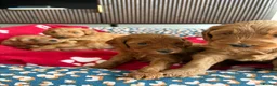 Australian Labradoodle dogs for sale: *LAST PUPPY* - Australian Labradoodles Puppies 🐾 - Advert 11