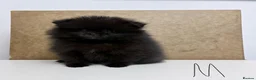 Pomeranian dogs for sale: Pomeranian Puppies – Home Raised With Mum & Dad - Advert 15
