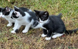 Mixed Breed cats for sale: Kittens - Image 5