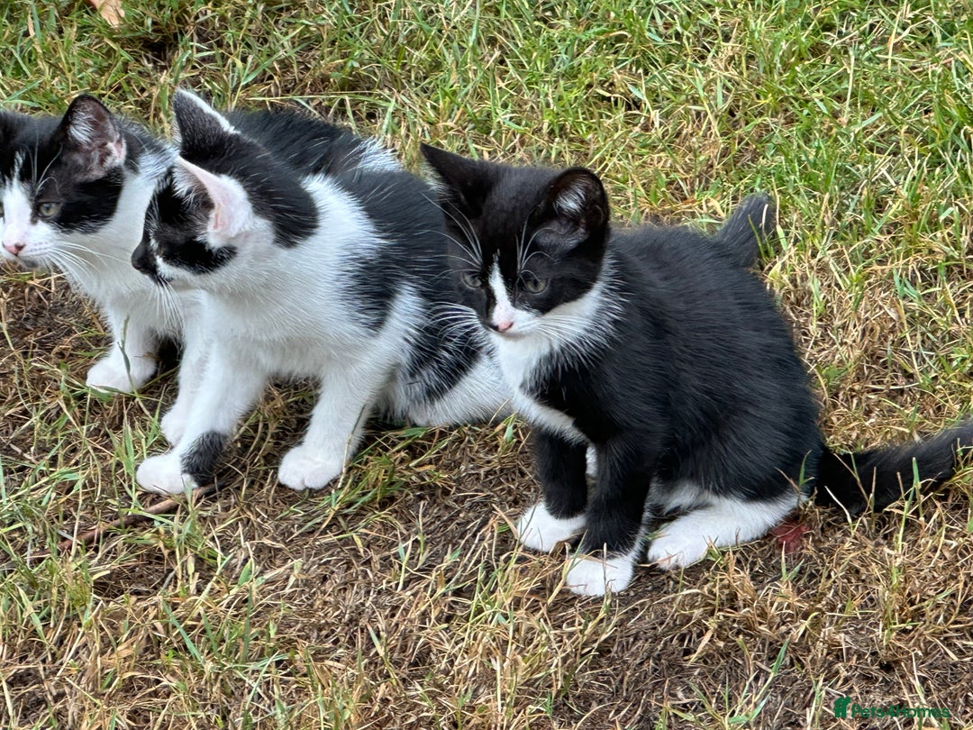 Mixed Breed cats for sale: Kittens - Image 5
