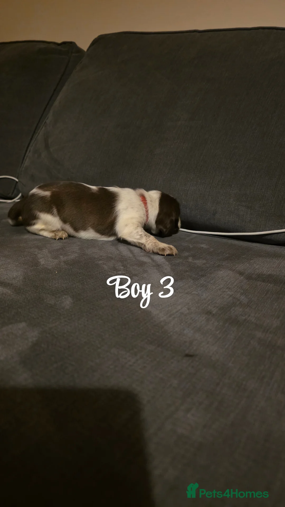 Mixed Breed dogs for sale: Beautiful Cocker x Collie pups - Advert 15