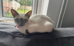 Siamese cats for sale: Siamese mix ragamuffin kittens  - Image 5