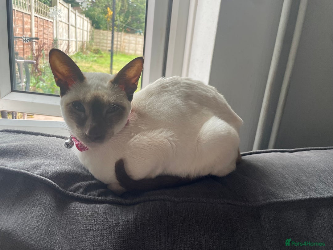 Siamese cats for sale: Siamese mix ragamuffin kittens  - Image 5