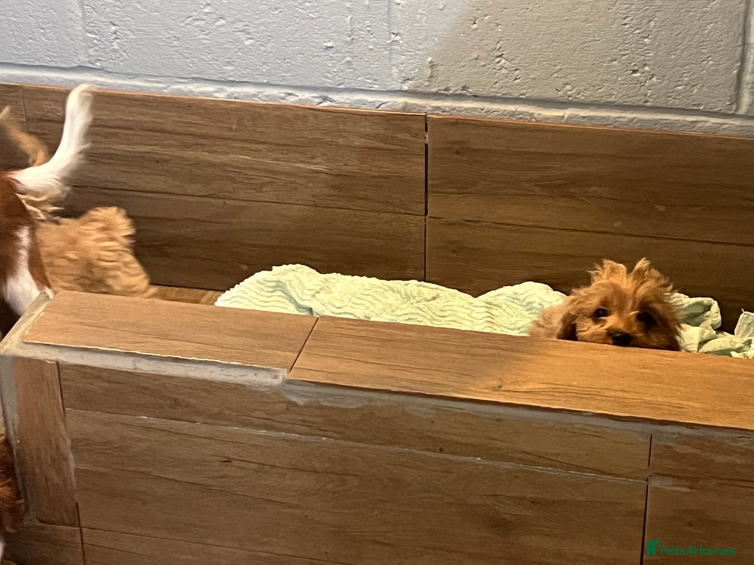 Cavapoo dogs for sale: Cavapoo  - Image 4