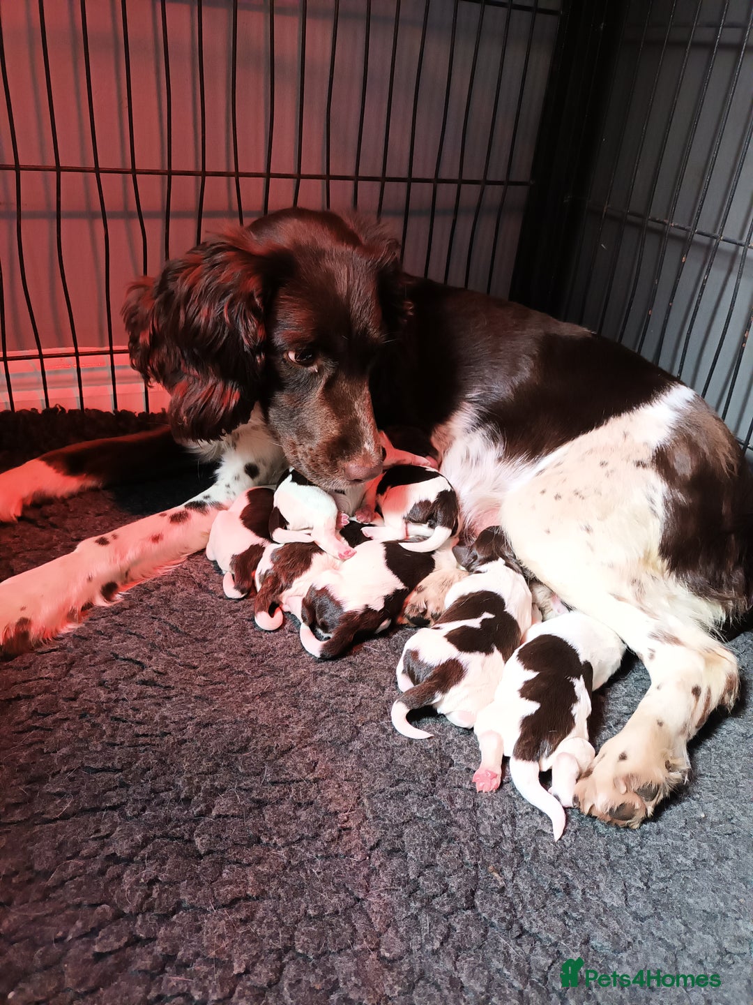 Sproodle dogs for sale: F1 Parti Sproodles 💥 REDUCED 💥 LAST TWO MALES 💥 in Kidderminster - Image 14