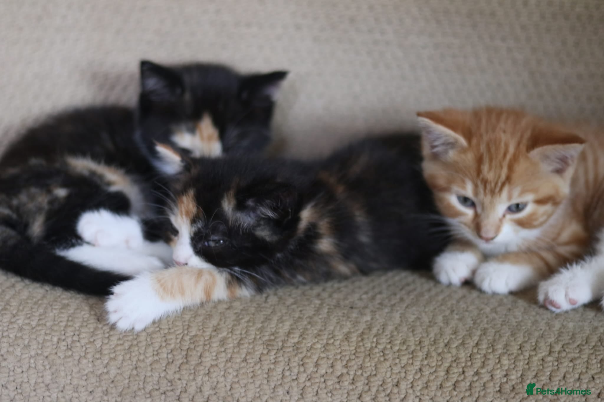 Mixed Breed cats Beautiful Fluffy Kittens - Advert 1