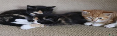 Mixed Breed 3
