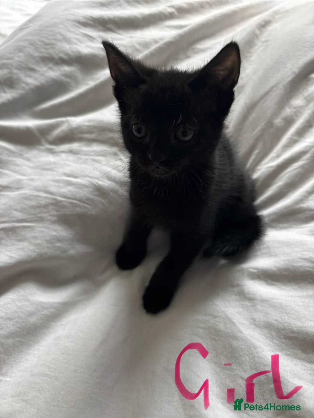 Mixed Breed cats for sale: Mixed litter, beautiful grey and black mixed breed in Romsey - Advert 2