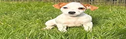 Jack Russell dogs for sale: Beautiful Jack Russel pups in Stourbridge - Advert 4