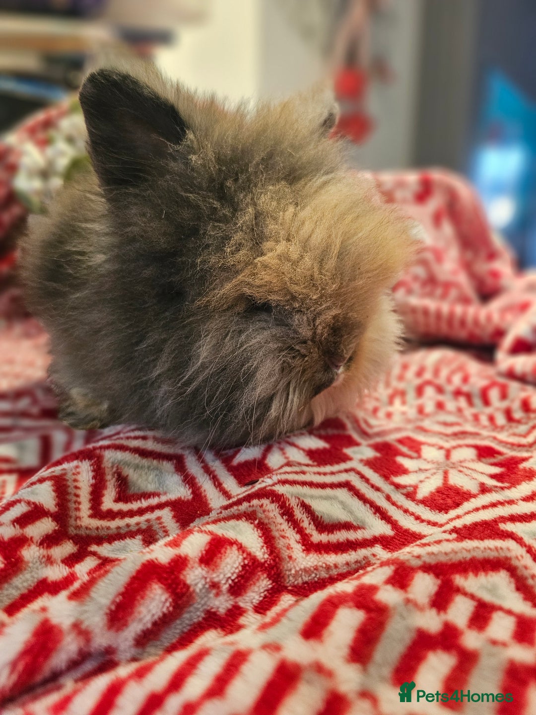 Angora rabbits for sale: Angora X - Advert 7