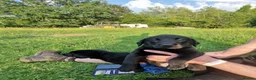 Labrador Retriever dogs for sale: 5 beautiful labrador pups looking forever homes  - Advert 8