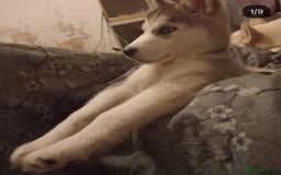 Siberian Husky dogs for sale: Siberian huskies  - Image 10