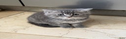 British Shorthair cats for sale:  Bargin BSH British short hair lovely kittens - Advert 5