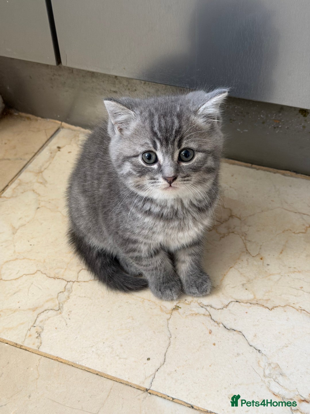 British Shorthair cats for sale:  Bargin BSH British short hair lovely kittens - Advert 5