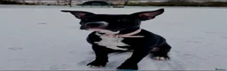 Staffordshire Bull Terrier dogs for sale: Staffy looking for a new home in Corby - Advert 2