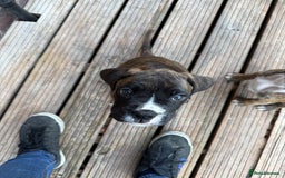 Boxer dogs for sale: Beautiful boxer puppies  - Image 5