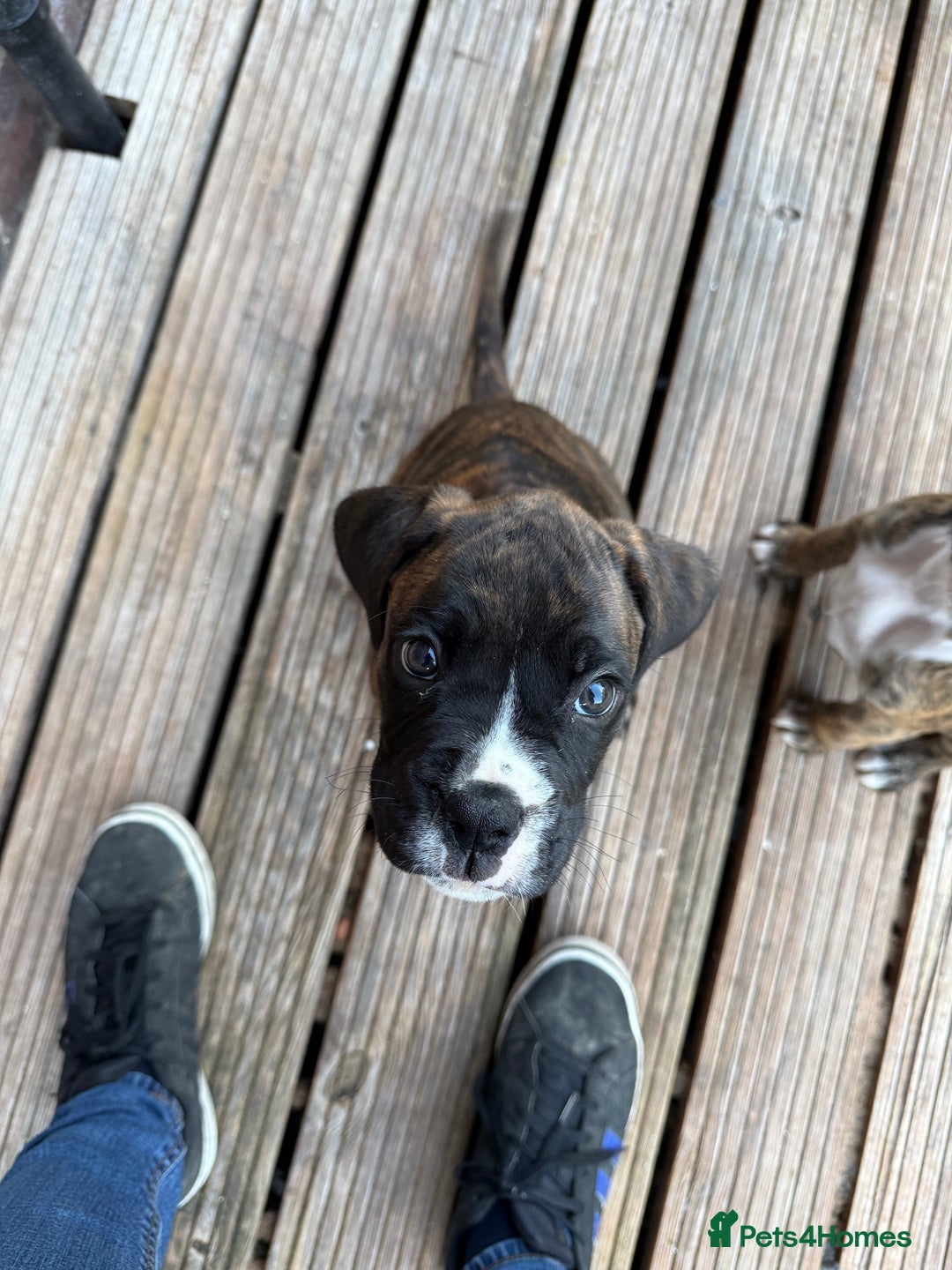 Boxer dogs for sale: Beautiful boxer puppies  - Image 5