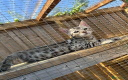 Bengal cats for sale: Mr White — The Last Bengal Standing! - Image 6