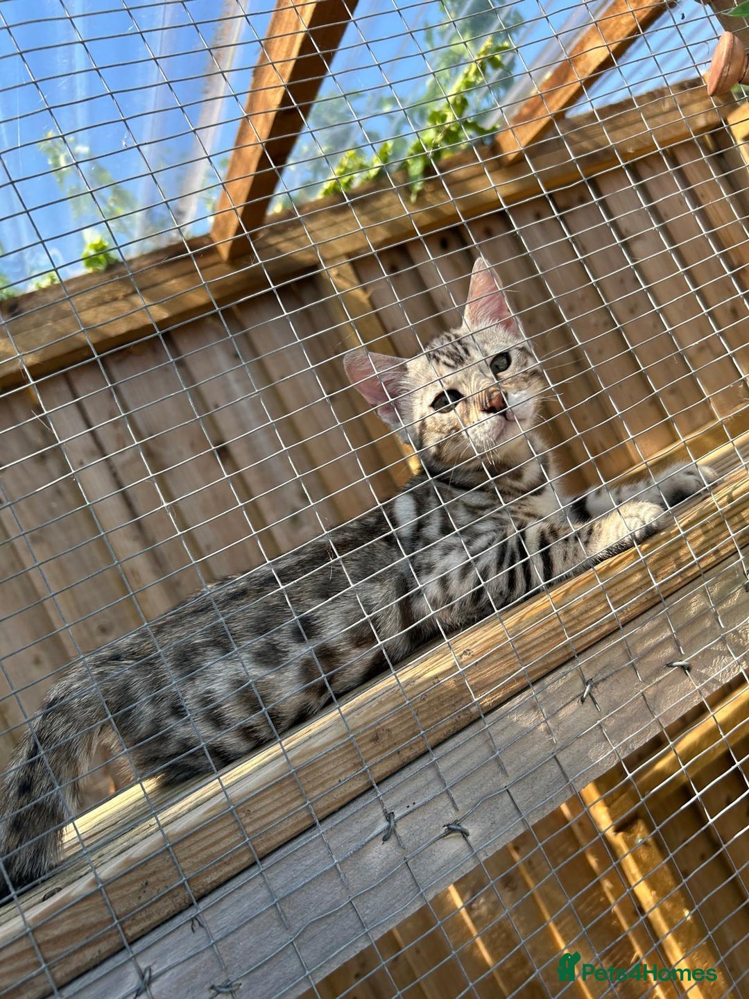 Bengal cats for sale: Mr White — The Last Bengal Standing! - Image 6