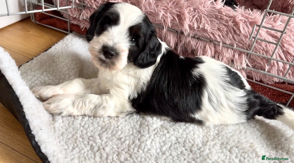 Goldendoodle dogs Best of Both Worlds • Goldendoodle x Cockapoo Boys - Advert 2