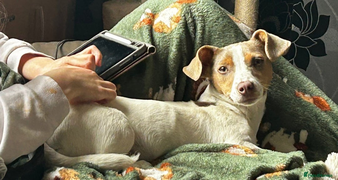 Jack Russell dogs for sale: DONJACKS PUPPIES ON THE WAY!! - Advert 19