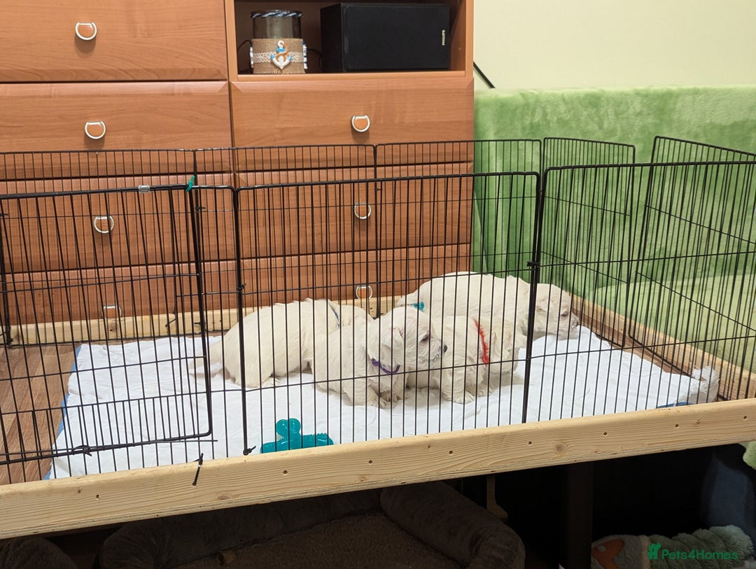 West Highland Terrier dogs for sale: Beautiful KC Registered White WestHighland Terrier - Advert 10